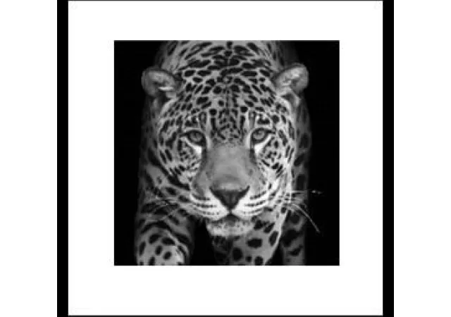 Glaskader panther black & white (30x30)
