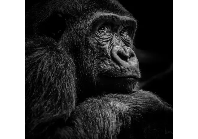 Glaskader gorilla (30x30)